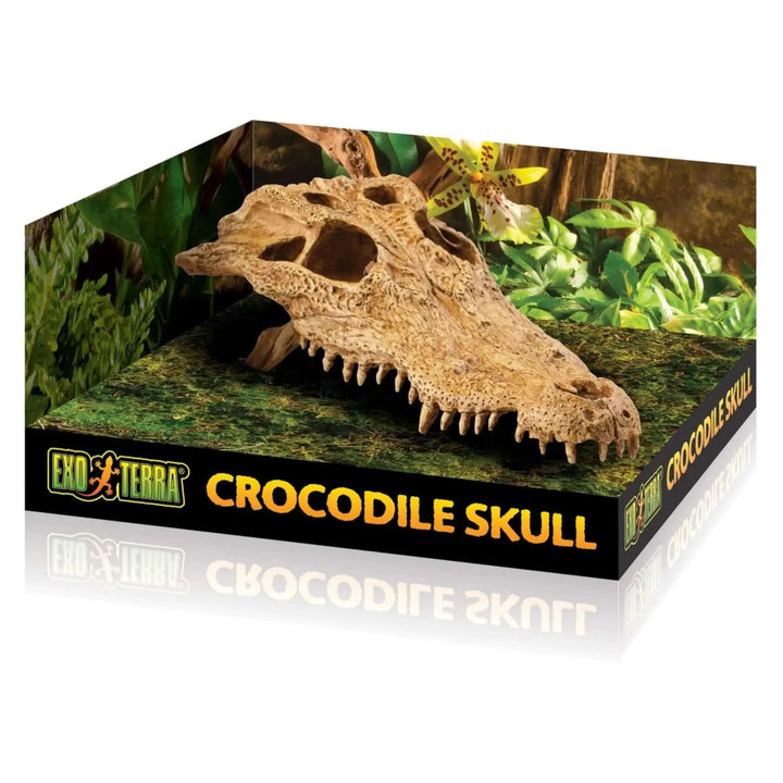 Buy Exo Terra Crocodile Skull (DHS110) Online at £11.69 from Reptile Centre