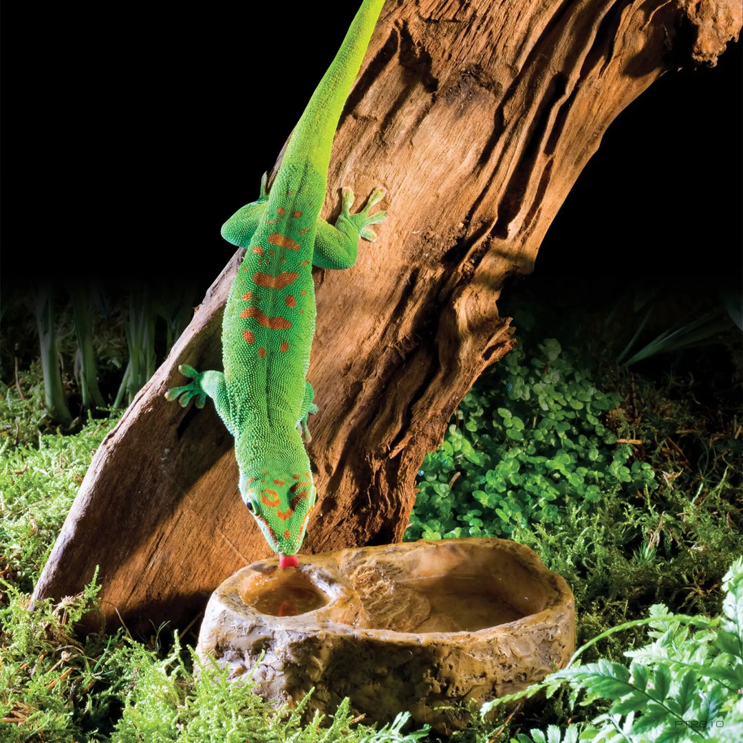 Exo Terra Gecko Dish Decor