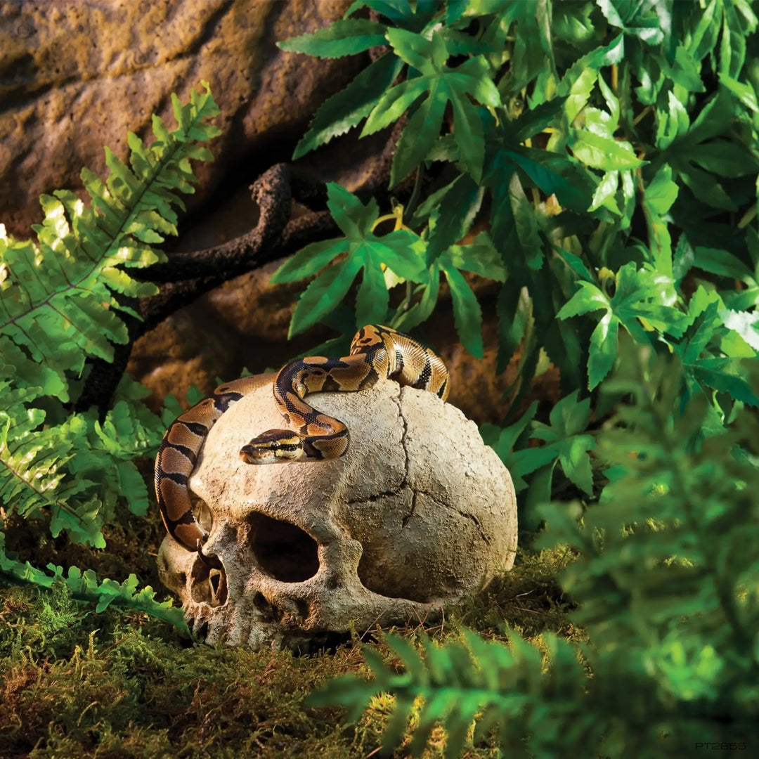 Exo Terra Primate Skull Decor