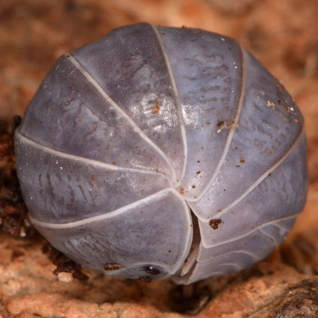 Buy Greek Pillbug Isopods - 10 Pack (XIAO001) Online at £14.99 from Reptile Centre