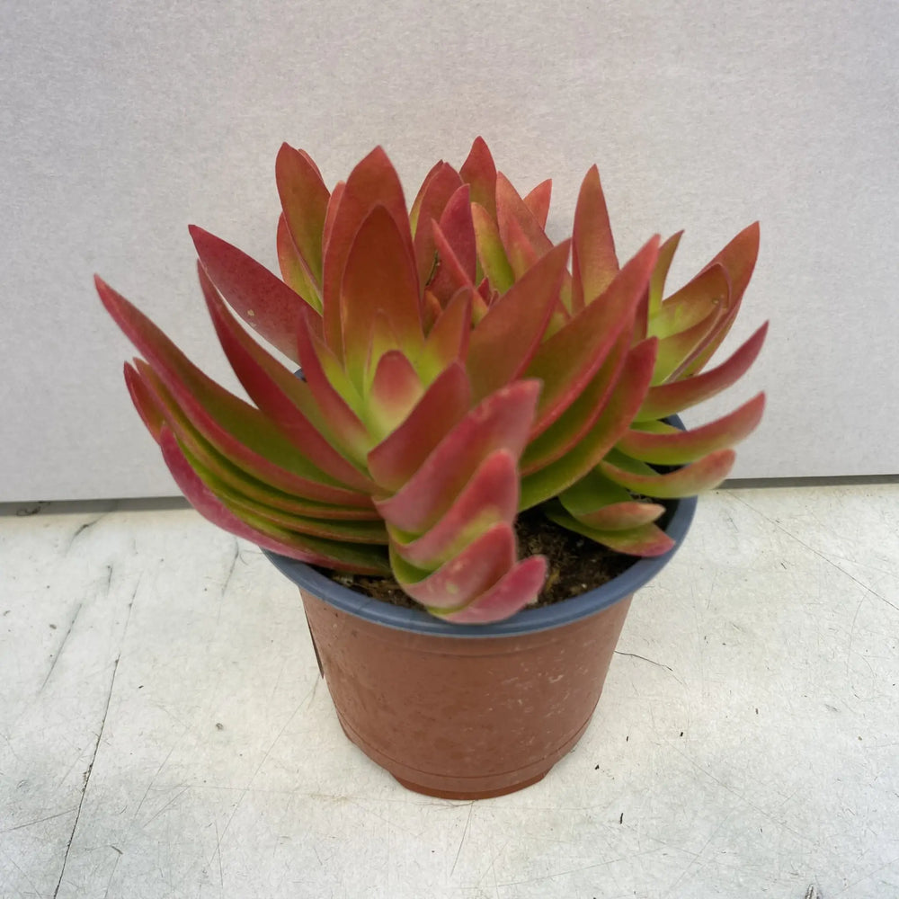 Jade Plant (Crassula sp.) 'Fire'