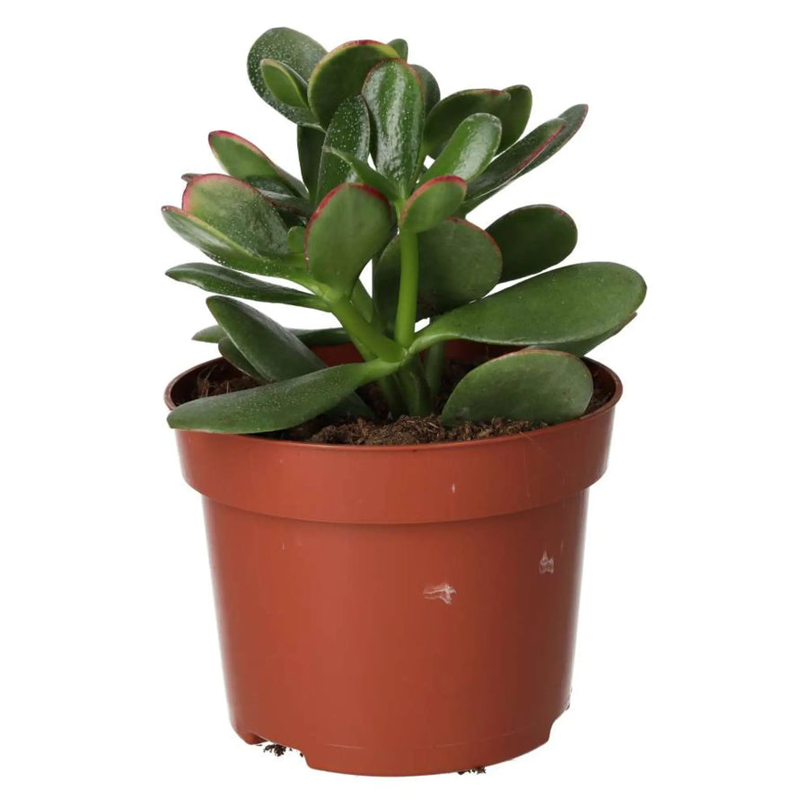 Jade Plant (Crassula sp.)