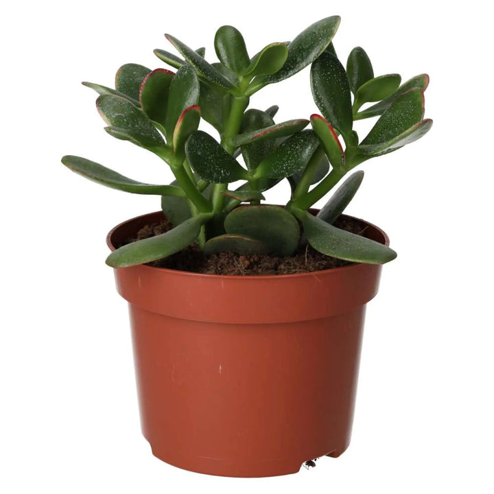 Jade Plant (Crassula sp.)