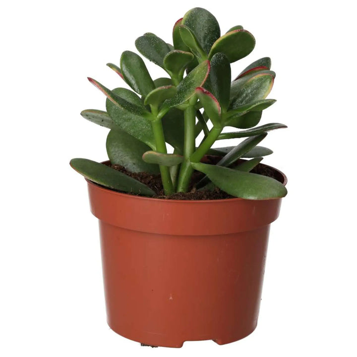 Jade Plant (Crassula sp.)