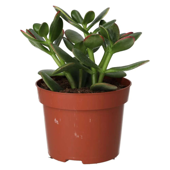 Jade Plant (Crassula sp.)