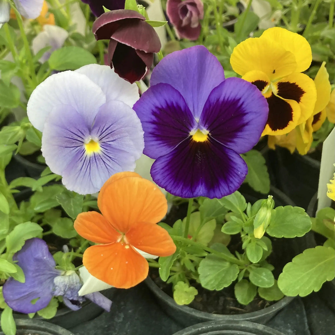 Live Food Pansy Plants