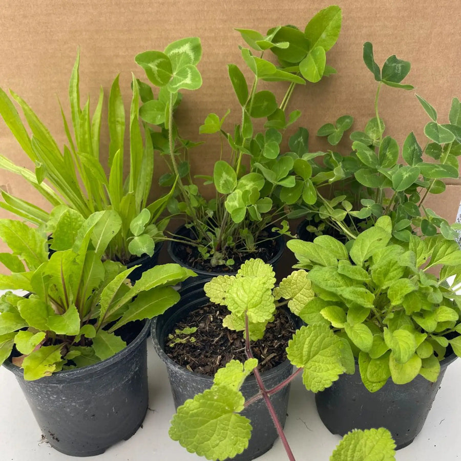 Live Food Plant Collection - 6 Assorted Plants