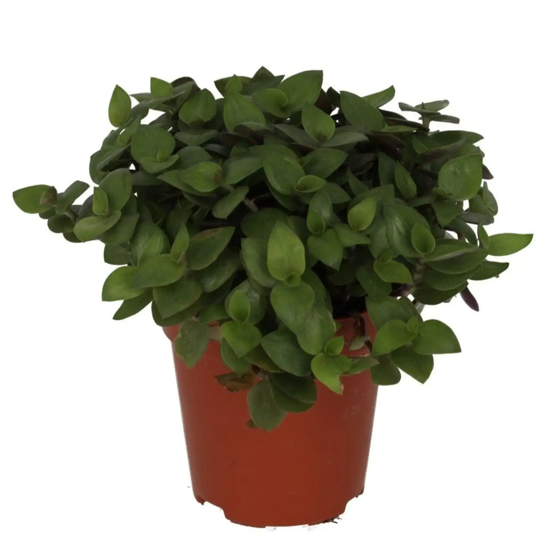 Live Food Plant Turtle Vine