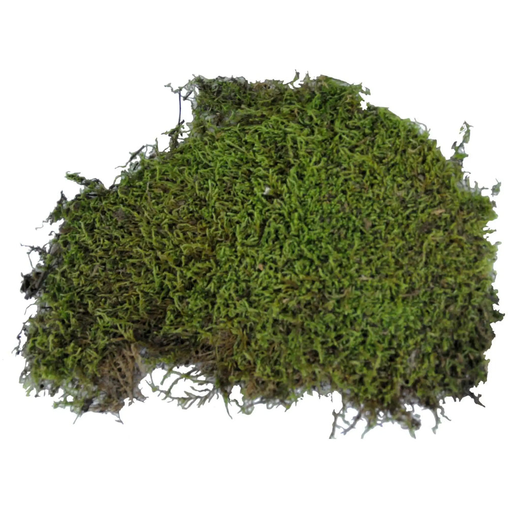 Lucky Reptile Dry Vivarium Moss 150G Substrates