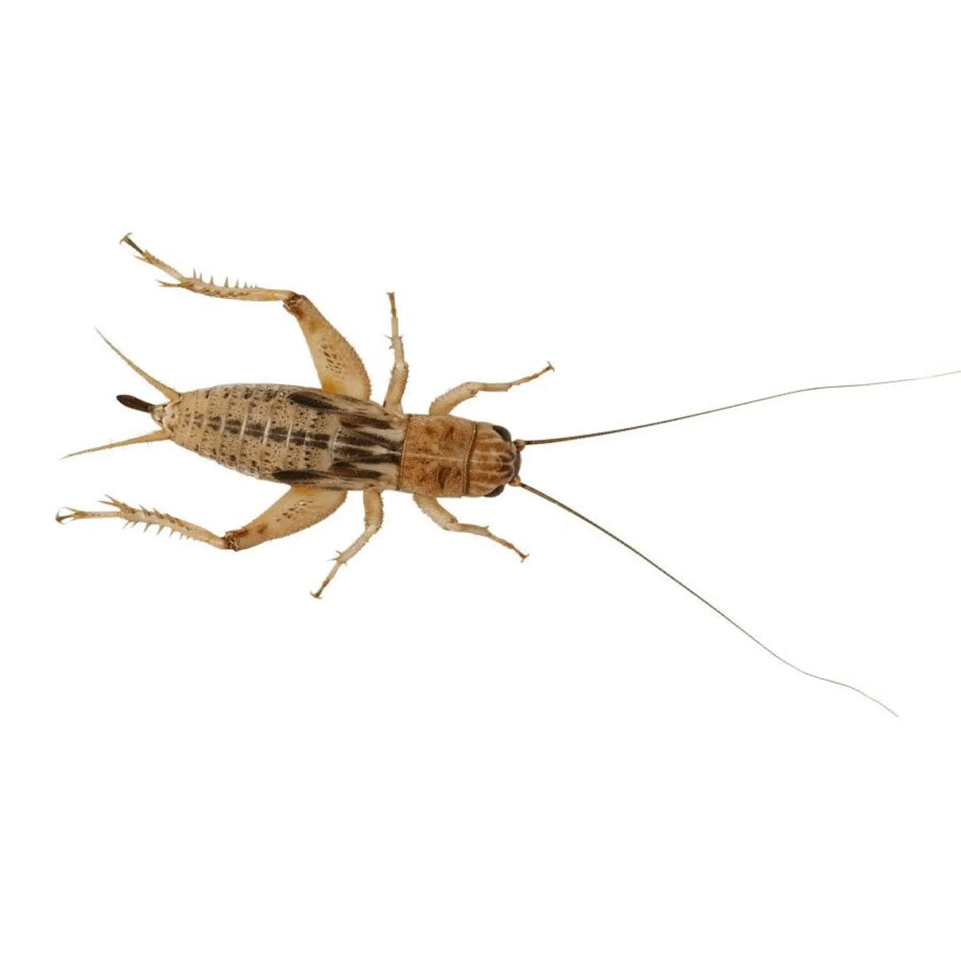 Mini Silent Brown Crickets 3 - 4Mm Live Food