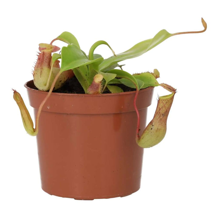 Monkey Cups ’Gaya’ (Nepenthes Sp.) Live Plants