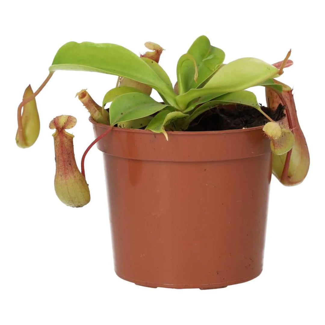 Monkey Cups ’Gaya’ (Nepenthes Sp.) Live Plants