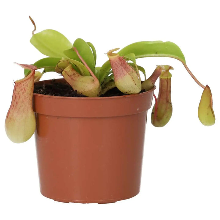 Monkey Cups 'Gaya' (Nepenthes sp.)