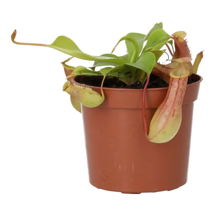 Monkey Cups ’Gaya’ (Nepenthes Sp.) Live Plants