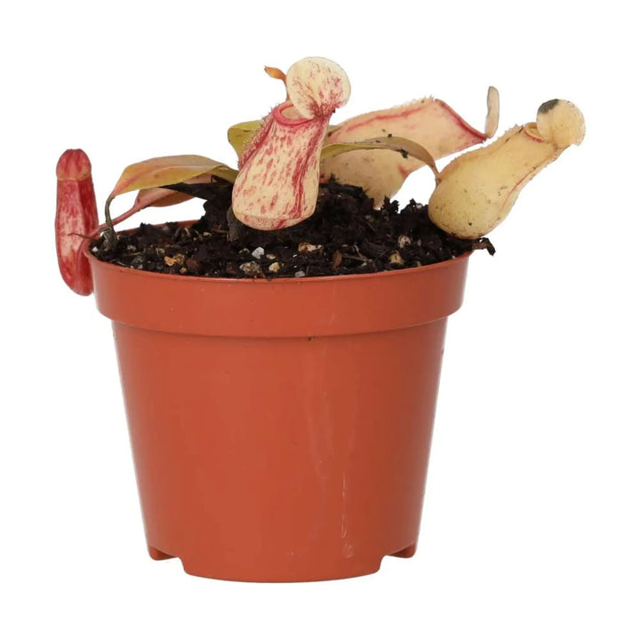 Monkey Cups ’Ventrata’ (Nepenthes Sp.) Live Plants