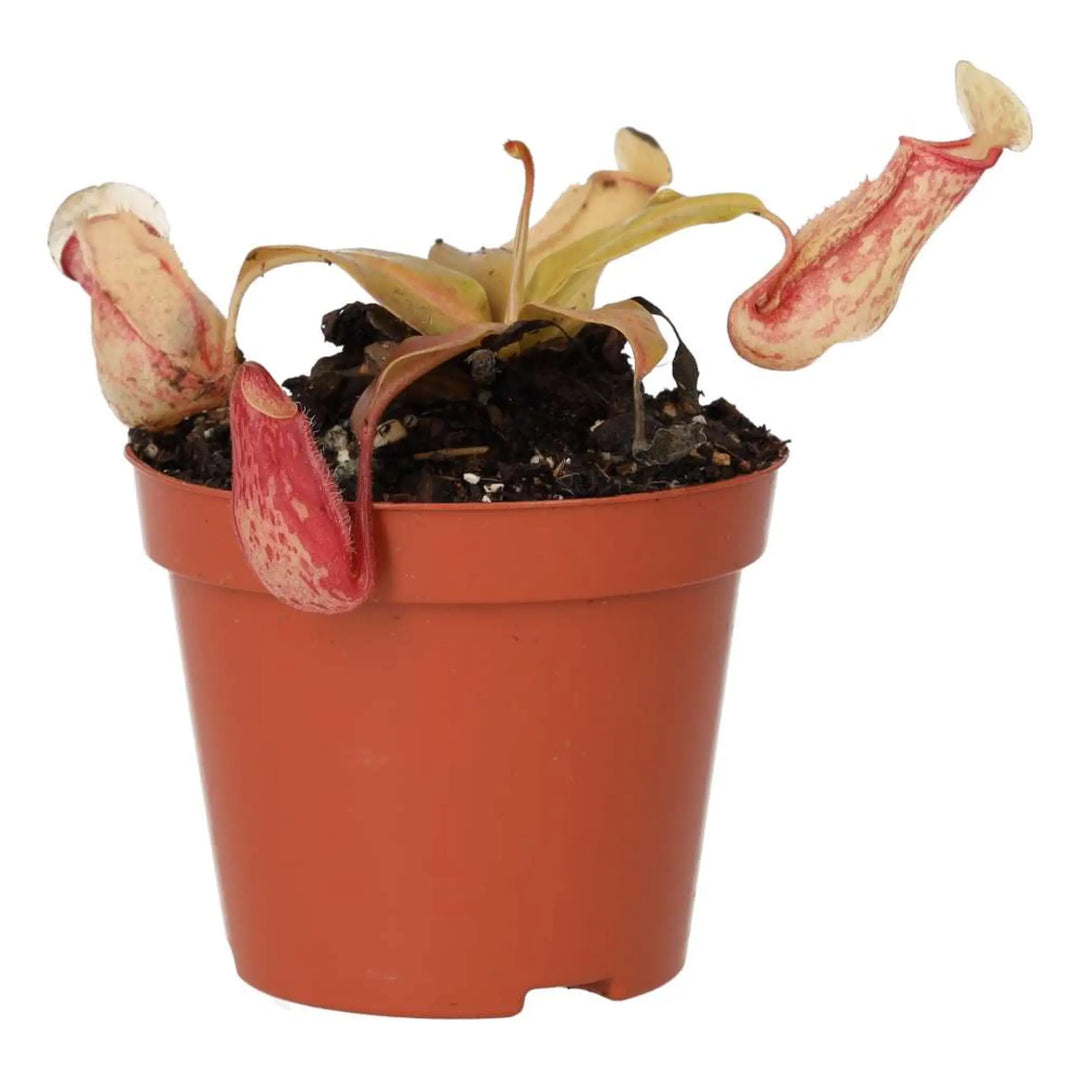 Monkey Cups ’Ventrata’ (Nepenthes Sp.) Live Plants