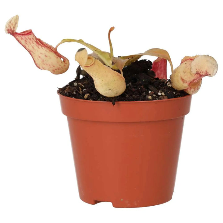 Monkey Cups 'Ventrata' (Nepenthes sp.)