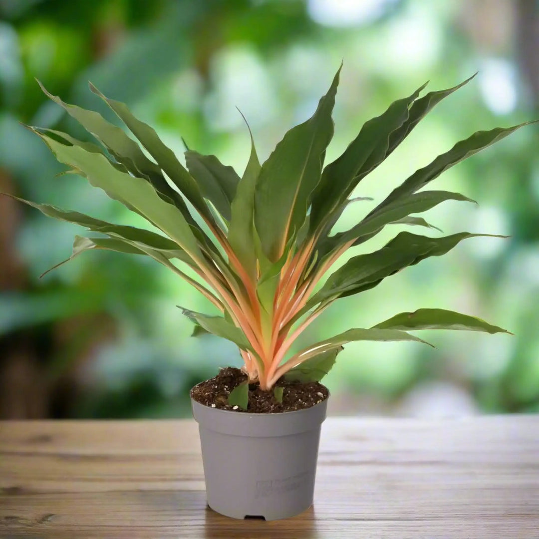 Orange Spider Plant (Chlorophytum Comosum) Live Plants