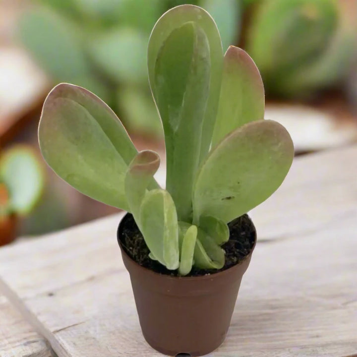 Paddle Plant 'Red Lips' (Kalanchoe thyrsiflora)