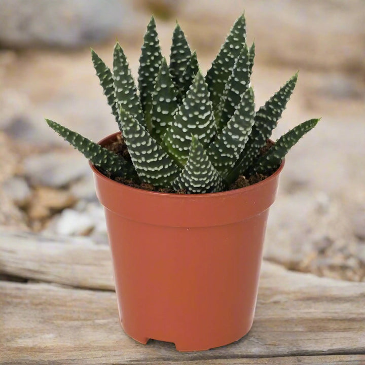 Pearl Plant (Haworthia Margaritifera) Small Live Plants