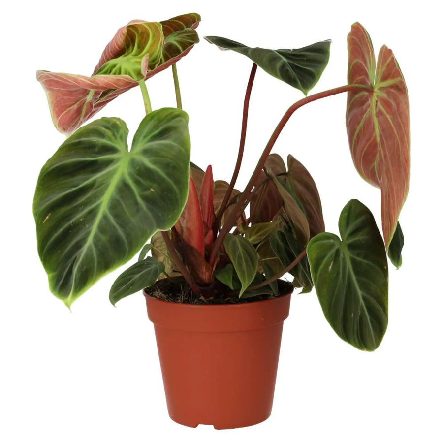 Philodendron ’El Choco Red’ Live Plants