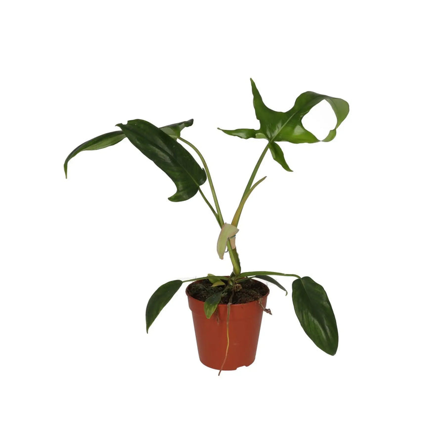 Philodendron 'Glad Hands' (Philodendron pedatum)