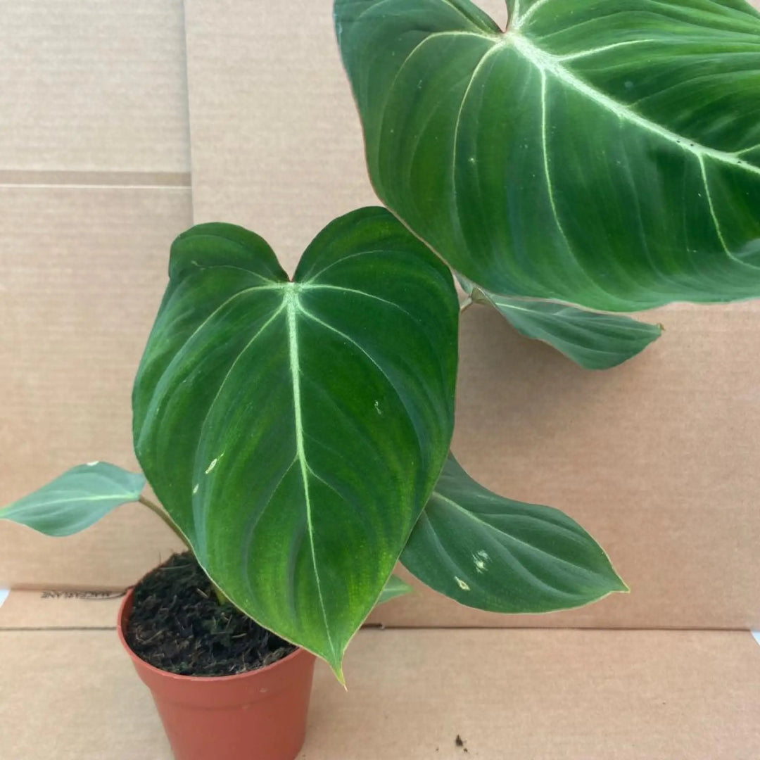 Philodendron Gloriosum Live Plants