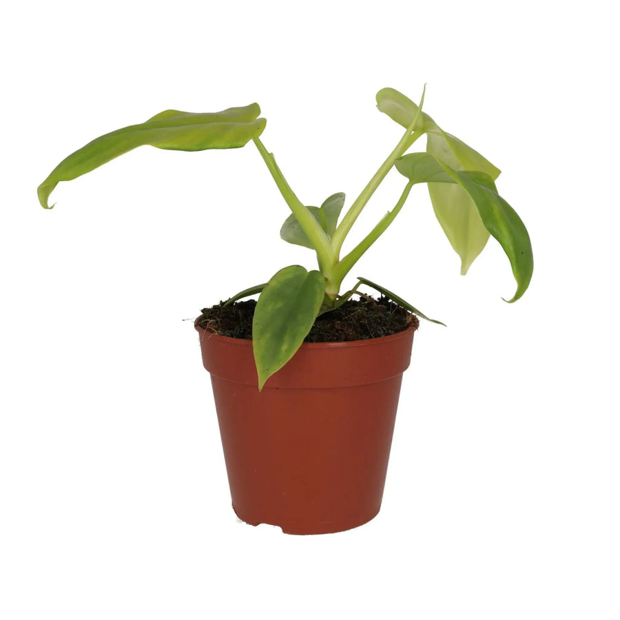 Philodendron 'Golden Violin' (Philodendron bipennifolium aurea)