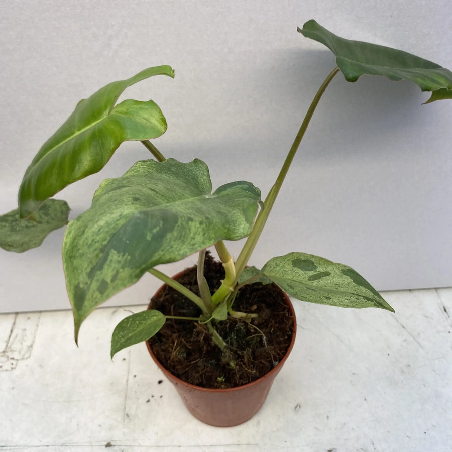 Philodendron ’Paraiso Verde’ Live Plants