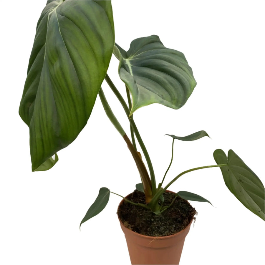 Philodendron Pastazanum Live Plants