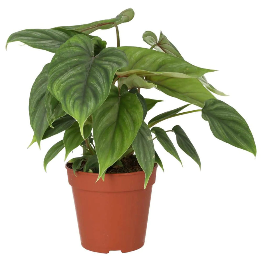 Philodendron plowmanii