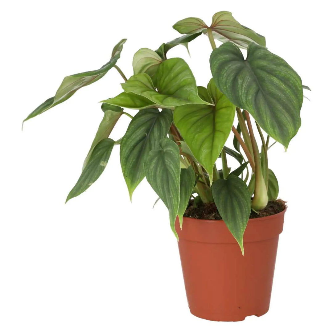 Philodendron Plowmanii Live Plants