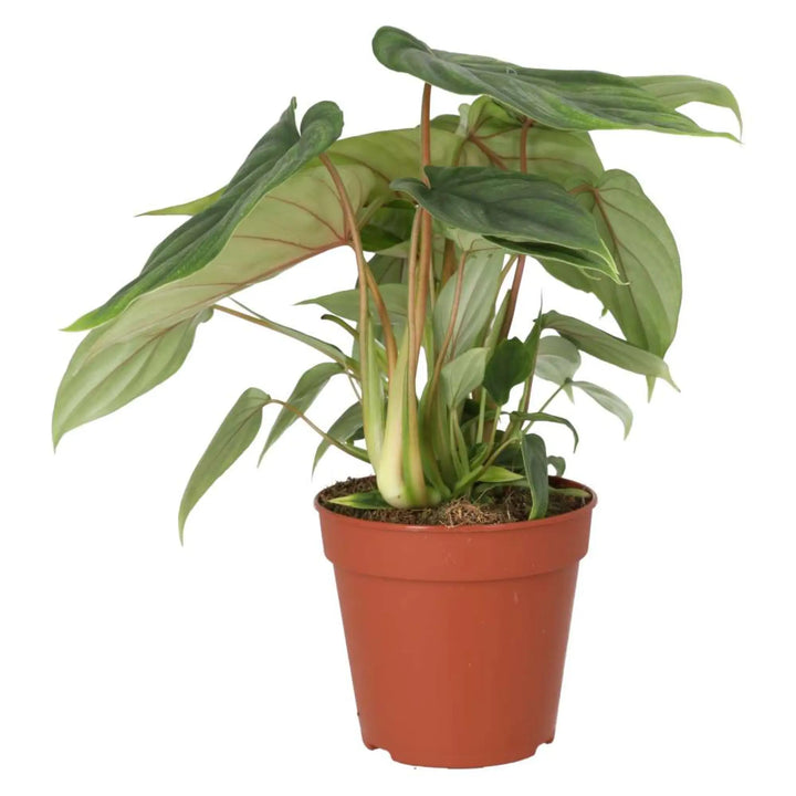 Philodendron Plowmanii Live Plants