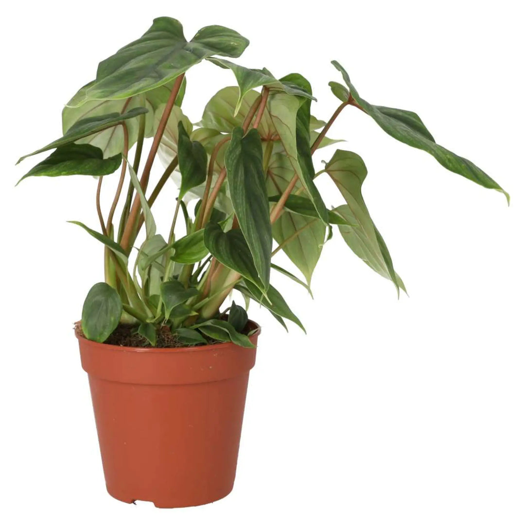 Philodendron Plowmanii Live Plants