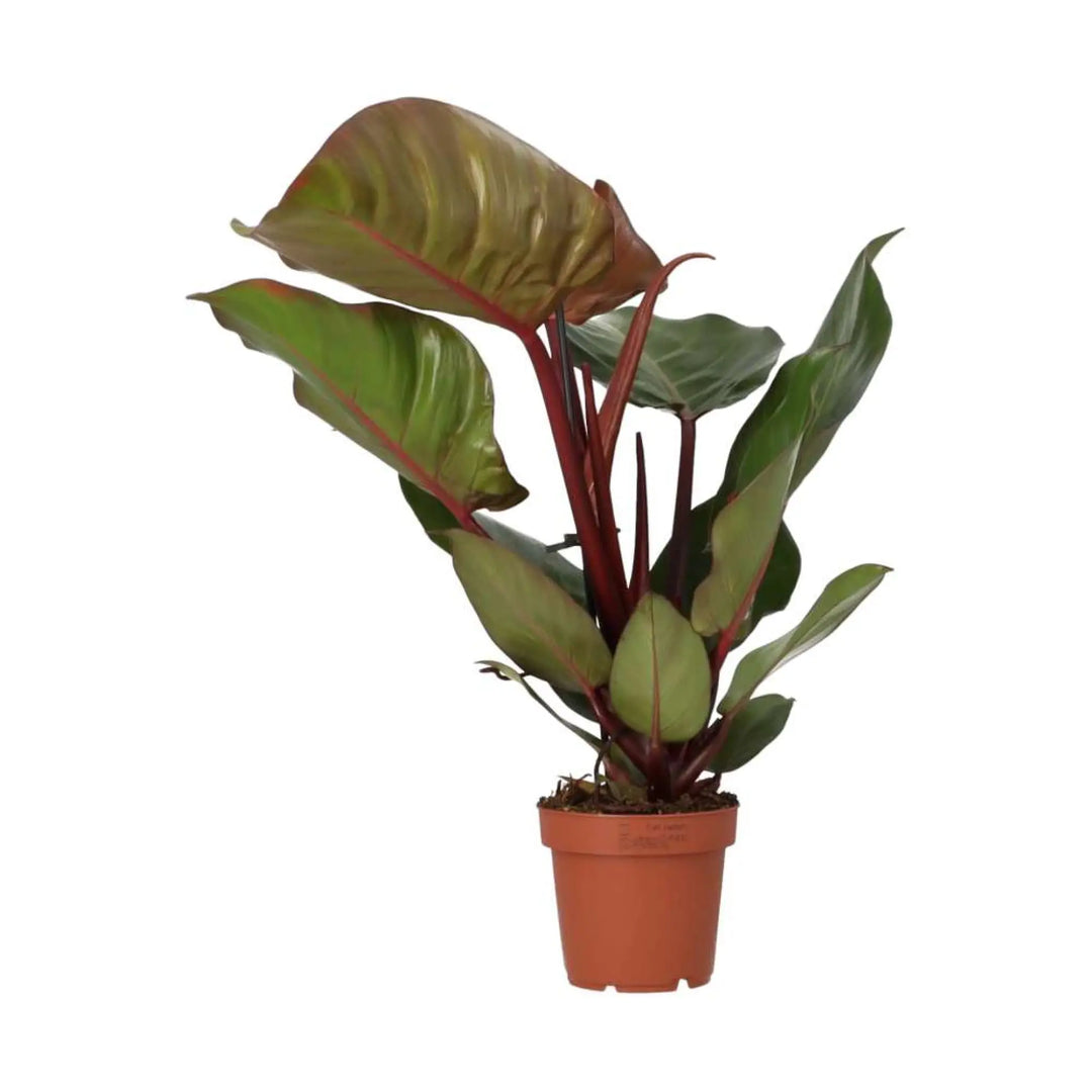 Philodendron ’Sunlight’ Live Plants