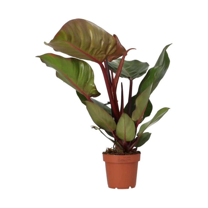 Philodendron ’Sunlight’ Live Plants