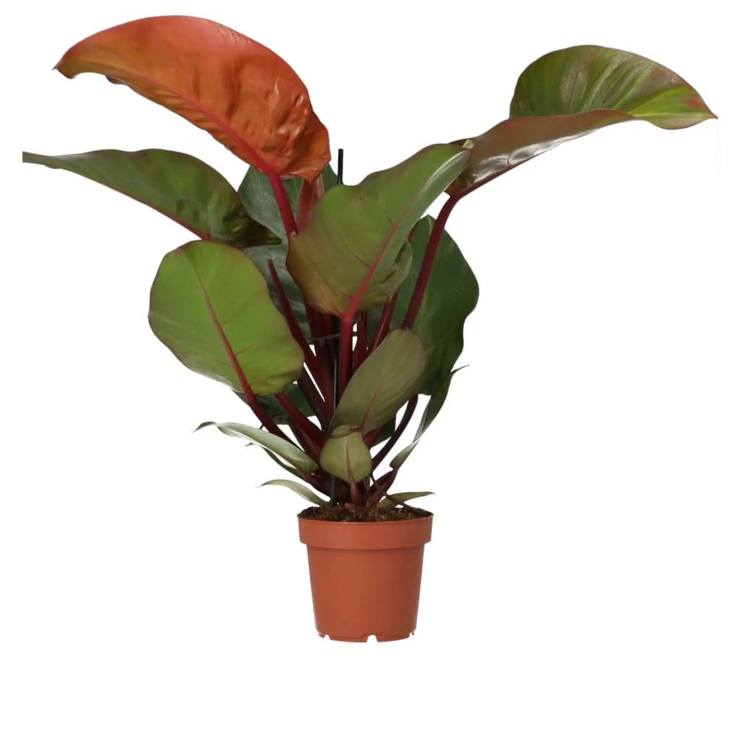 Philodendron ’Sunlight’ Live Plants