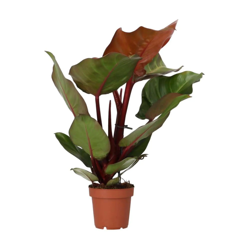 Philodendron ’Sunlight’ Live Plants