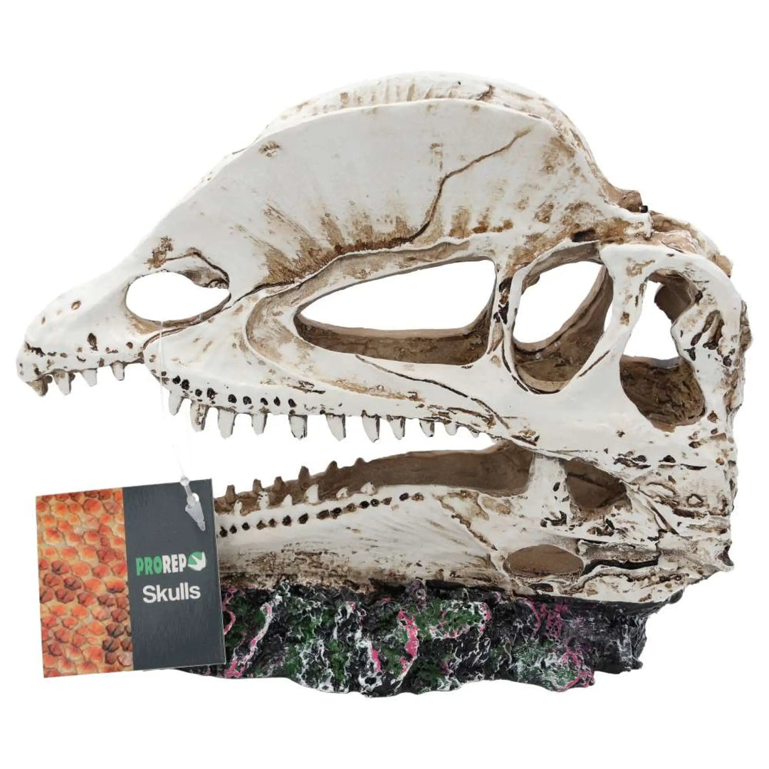 Prorep Resin Dilophosaurus Skull Decor