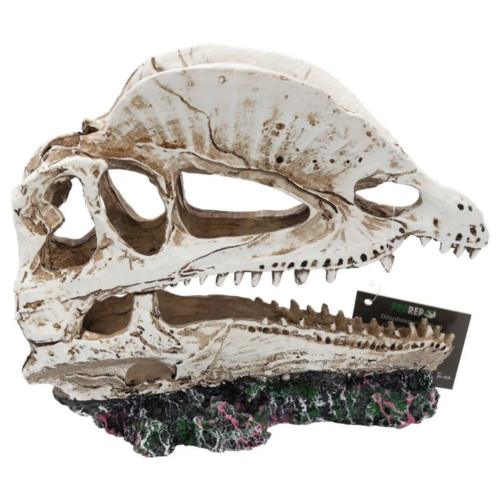 Prorep Resin Dilophosaurus Skull Decor