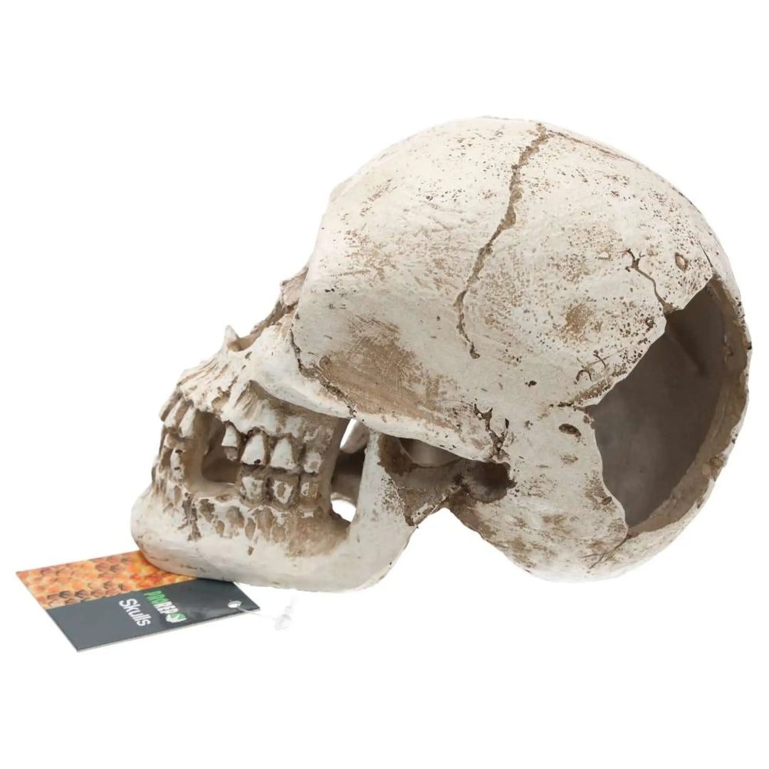 Prorep Resin Human Skull Decor