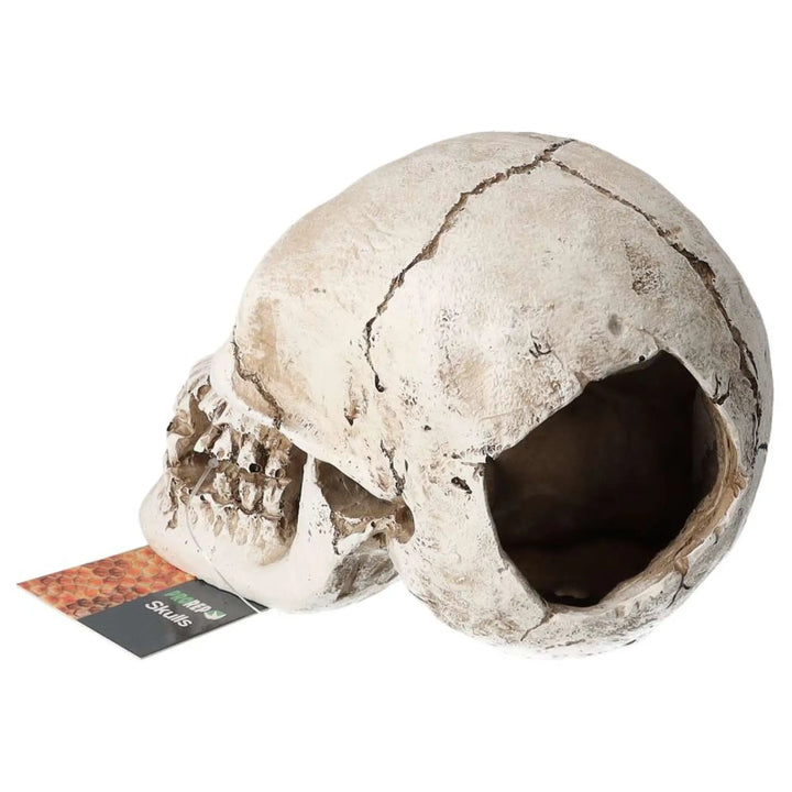 Prorep Resin Human Skull Decor