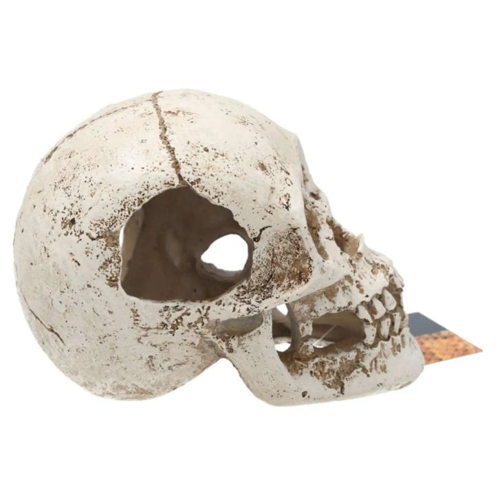 Prorep Resin Human Skull Decor