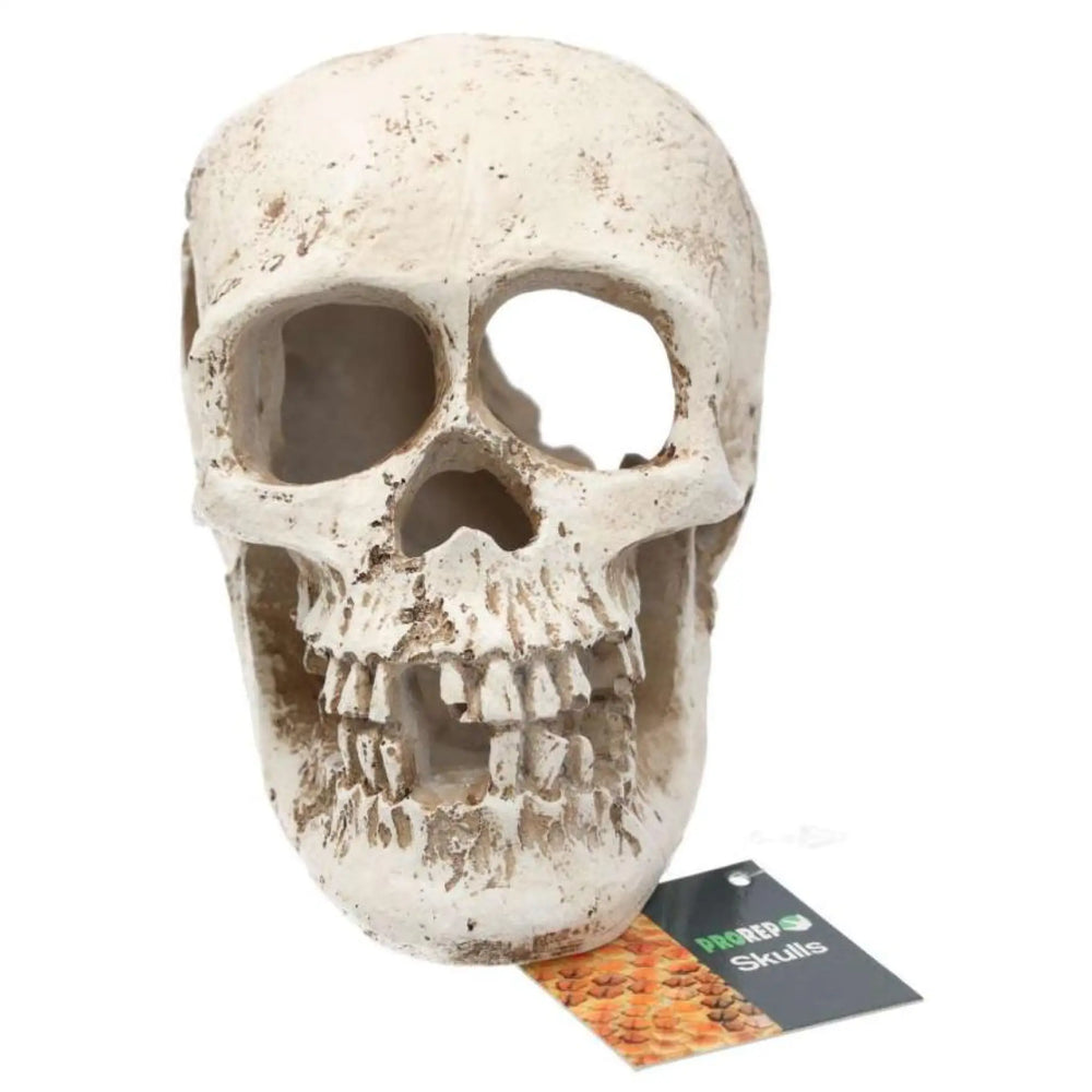 Prorep Resin Human Skull Decor