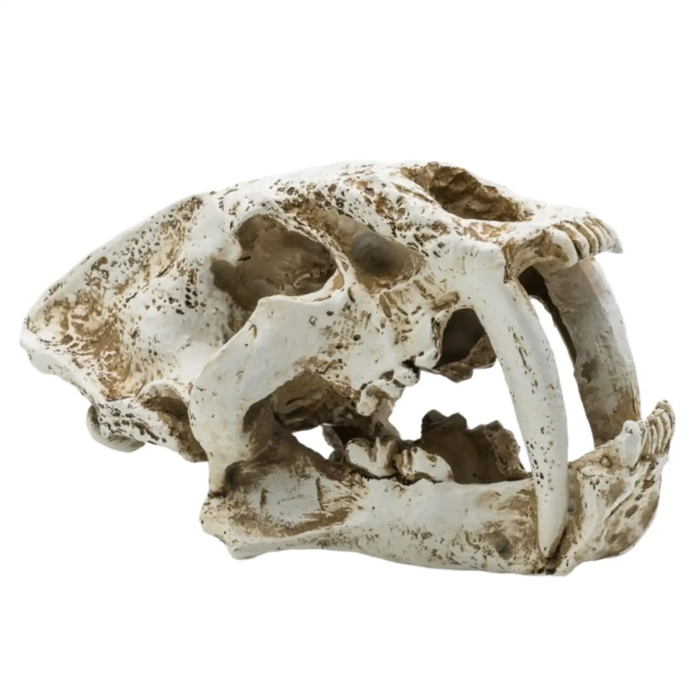 Prorep Resin Smilodon Skull Large Decor