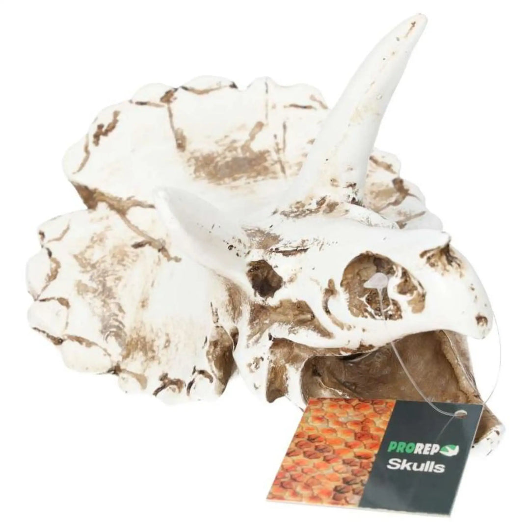 Prorep Resin Triceratops Skull Decor