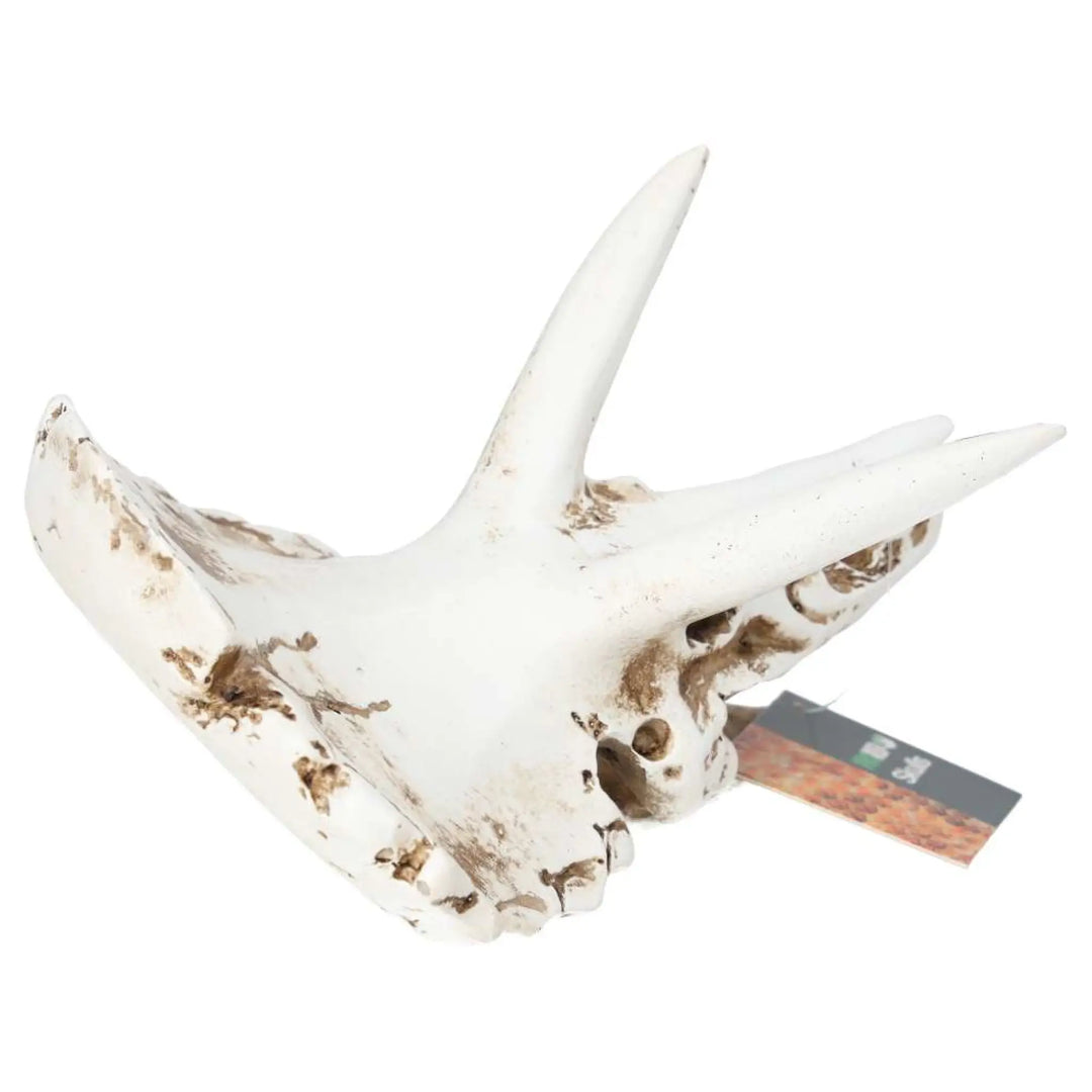 Prorep Resin Triceratops Skull Decor