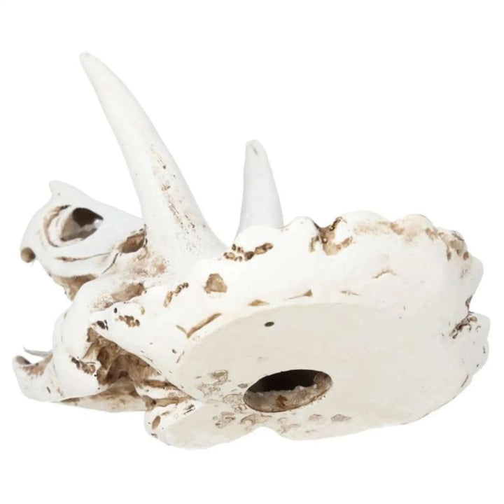 Prorep Resin Triceratops Skull Decor