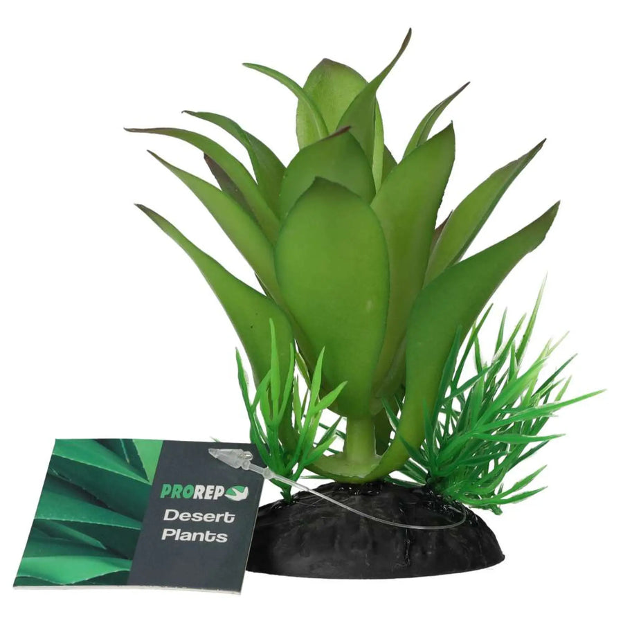 Prorep Sanseviria Plant Decor