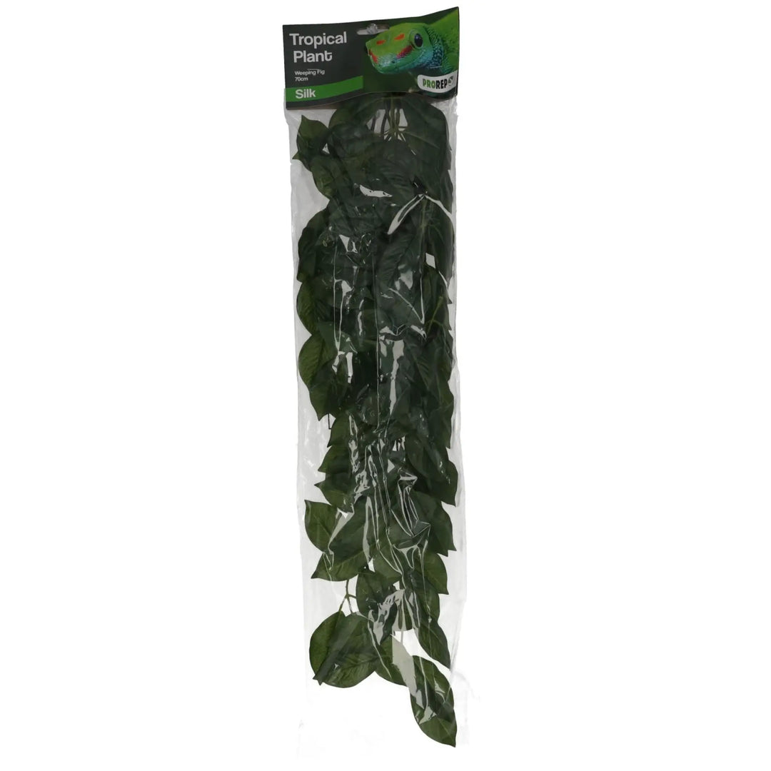 PR Silk Hanging Plant Weeping Fig 70cm